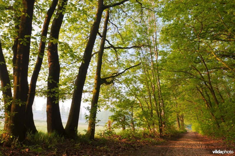 Wandelpad aan de bosrand