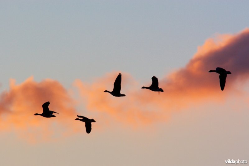 Vliegende ganzen en een rode wolk