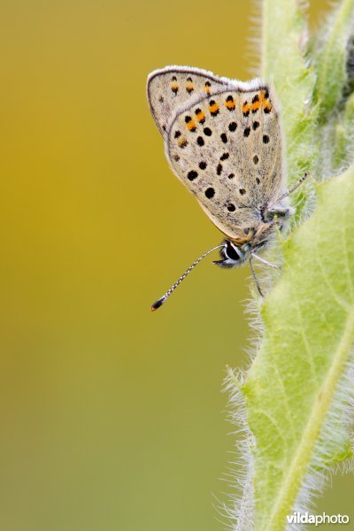Bruine vuurvlinder
