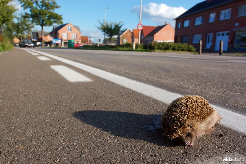 Verkeersslachtoffer