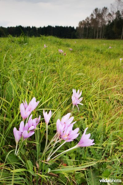Groepje Herfsttijloos