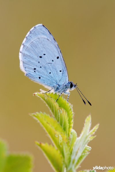 Boomblauwtje