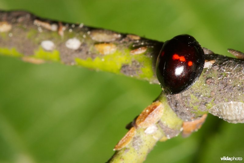 Heidelieveheersbeestje