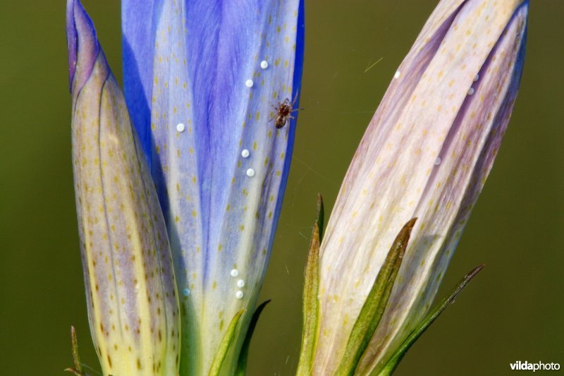 Eitjes van het Gentiaanblauwtje op Klokjesgentiaan