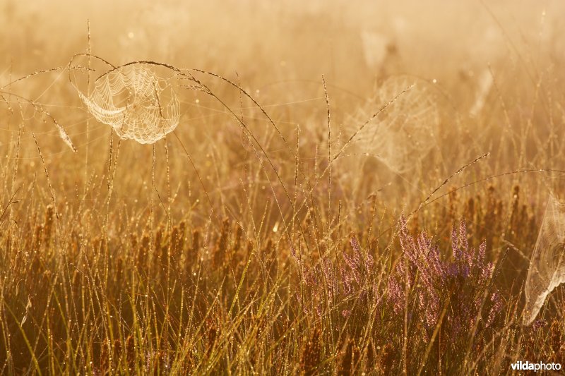 Spinneweb in het ochtendlicht