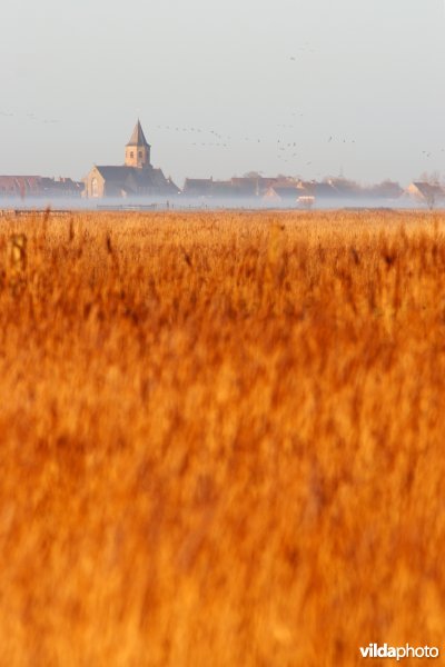 Rietveld in de polders