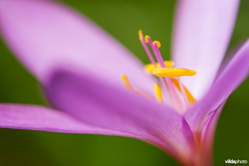 Bloem van Herfsttijloos