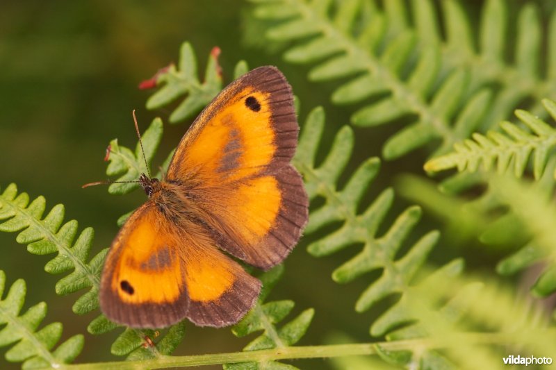 Een mannelijk Oranje zandoogje