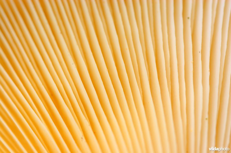 Hoed van een plaatjeszwam