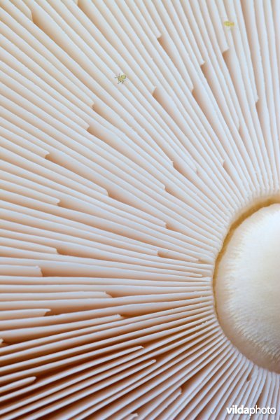 Detail van een plaatjeszwam