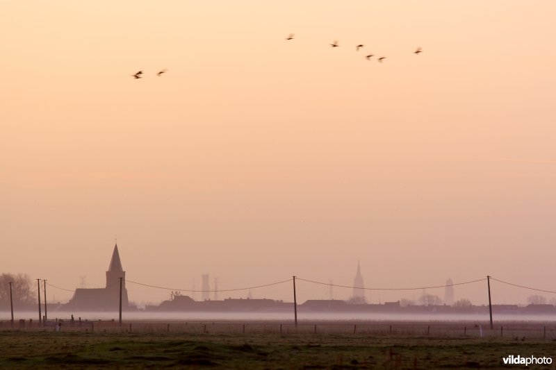 Ganzen in het ochtendlicht