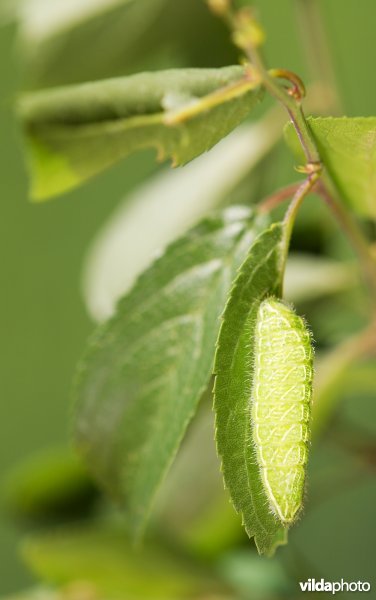 Rups van de Sleedoornpage