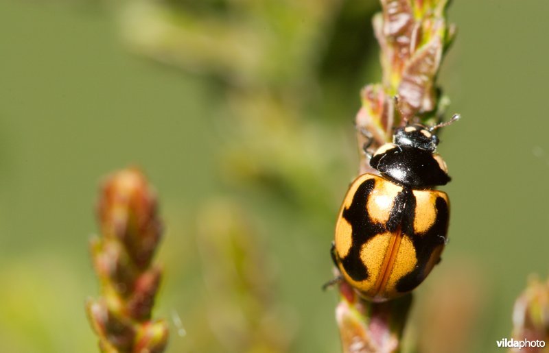 Hiërogliefenlieveheersbeestje op heide