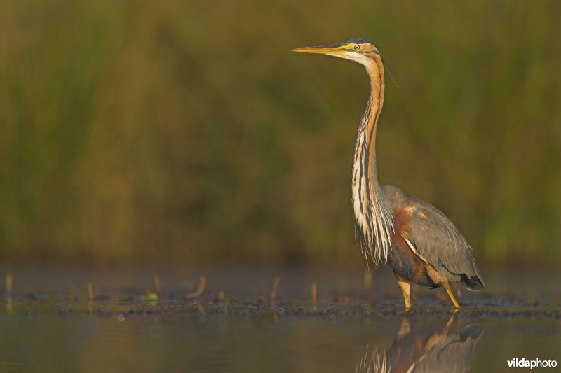 Poserende Purperreiger