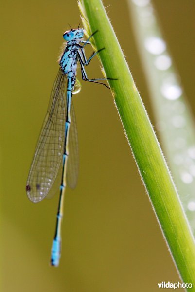 Variabele waterjuffer