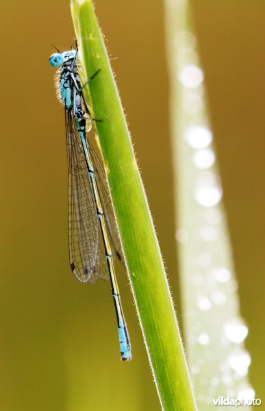 Variabele waterjuffer