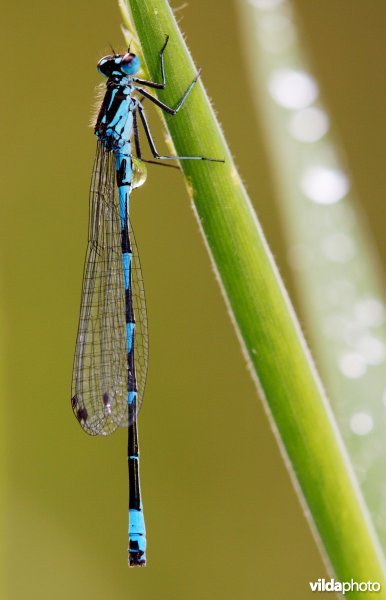 Variabele waterjuffer