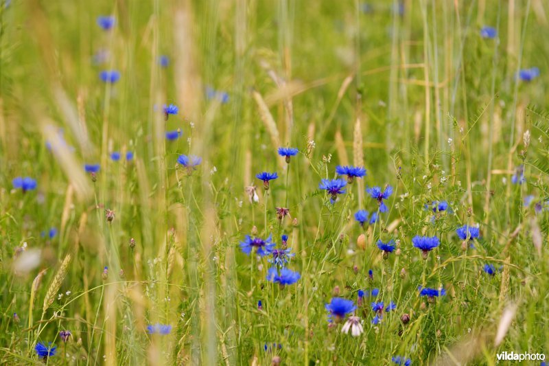 Akkertje met Korenbloemen