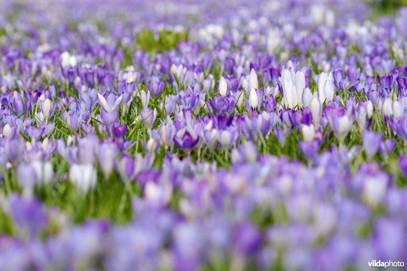 Krokussen in de Kruidtuin van Leuven