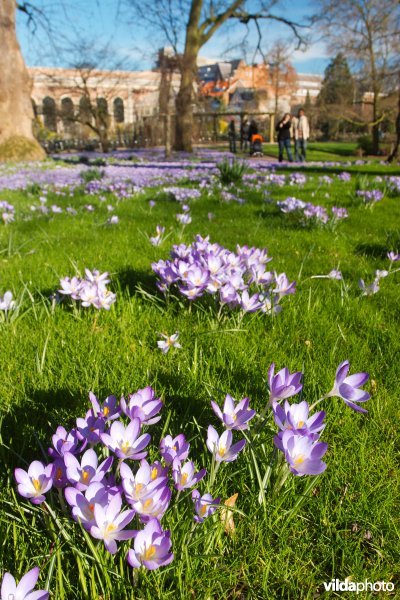 Krokussen in de Kruidtuin van Leuven