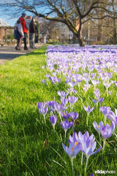 Bezoekers bekijken de krokussen in de Kruidtuin van Leuven