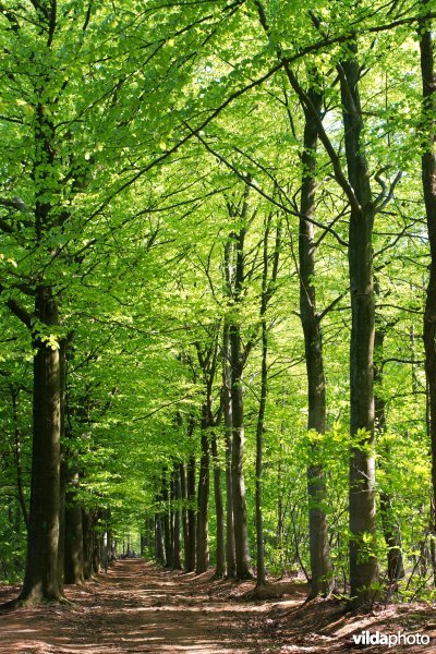 Beukendreef