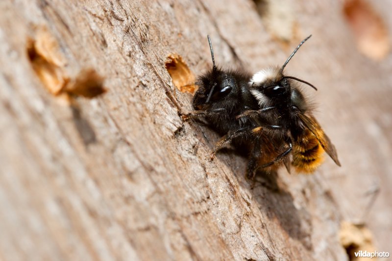 Parende solitaire bijen