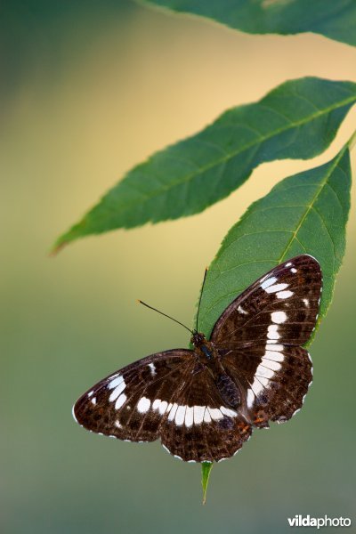 Kleine ijsvogelvlinder