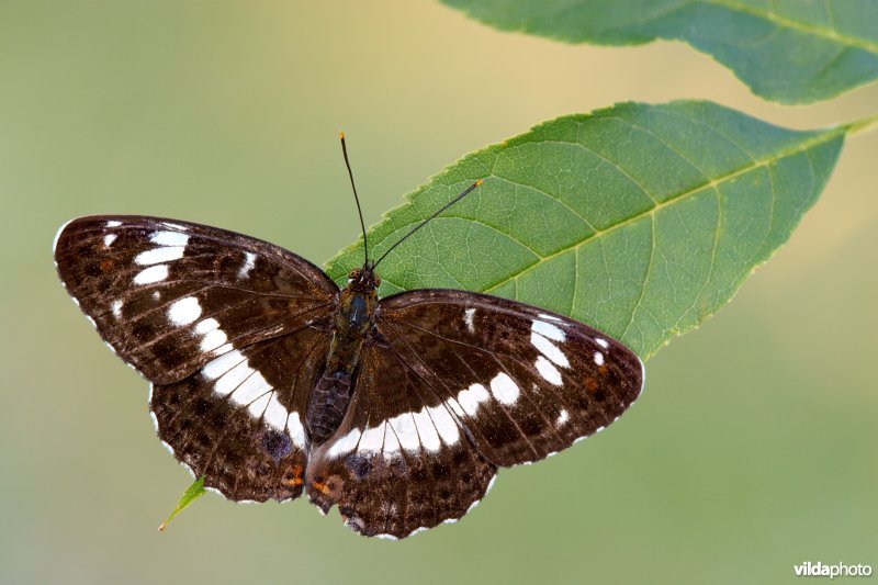 Kleine ijsvogelvlinder