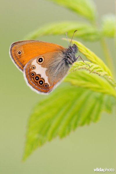 Tweekleurig hooibeestje