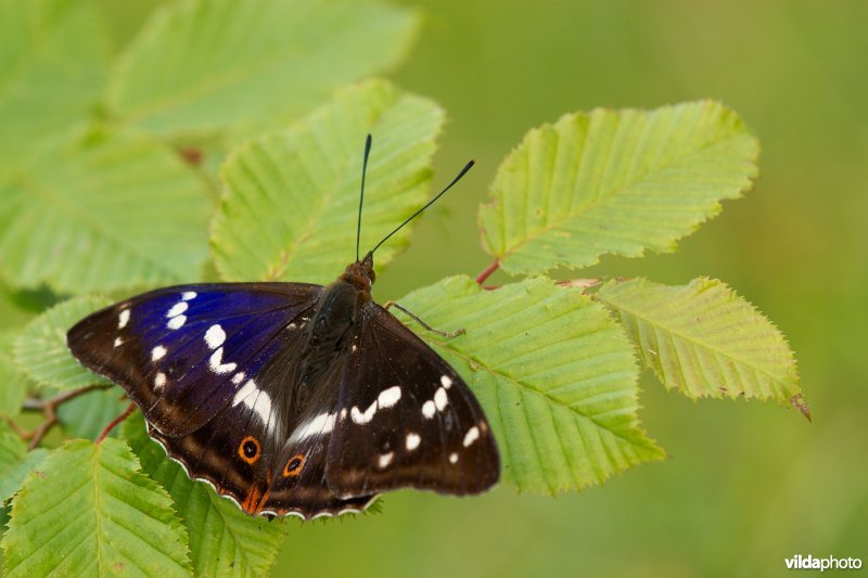 Grote weerschijnvlinder