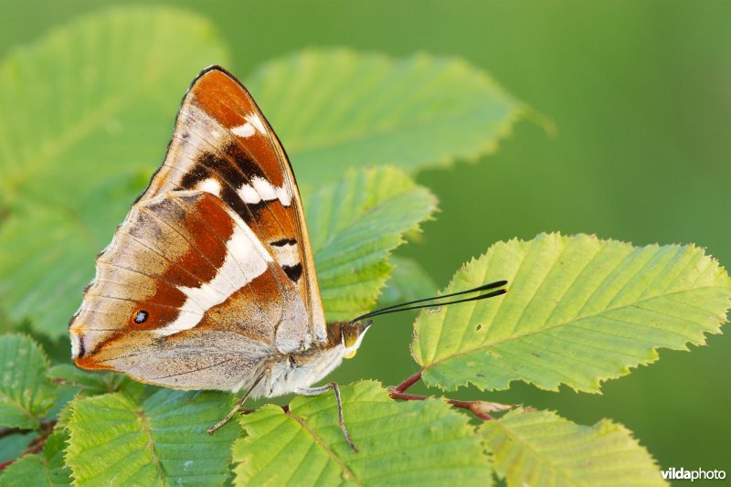 Grote weerschijnvlinder