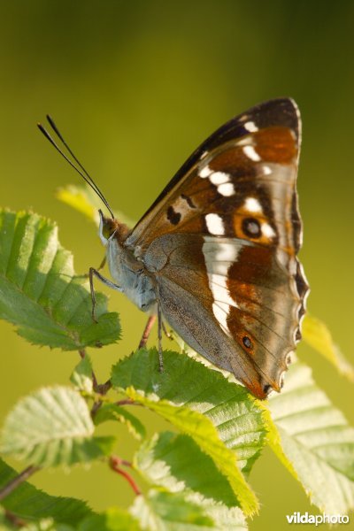 Grote weerschijnvlinder