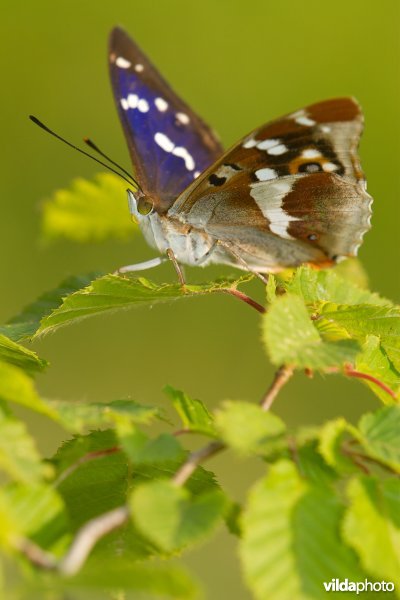 Grote weerschijnvlinder