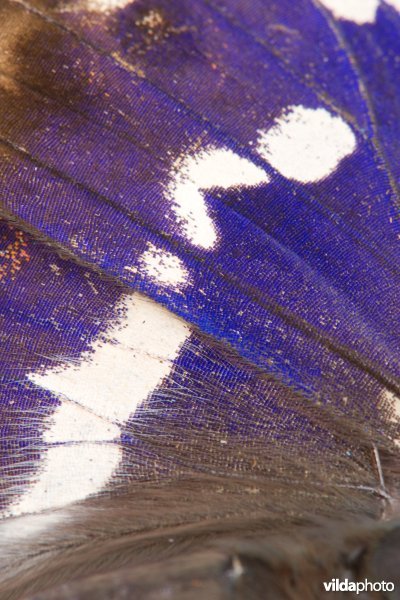 Glanzend vleugeldetail