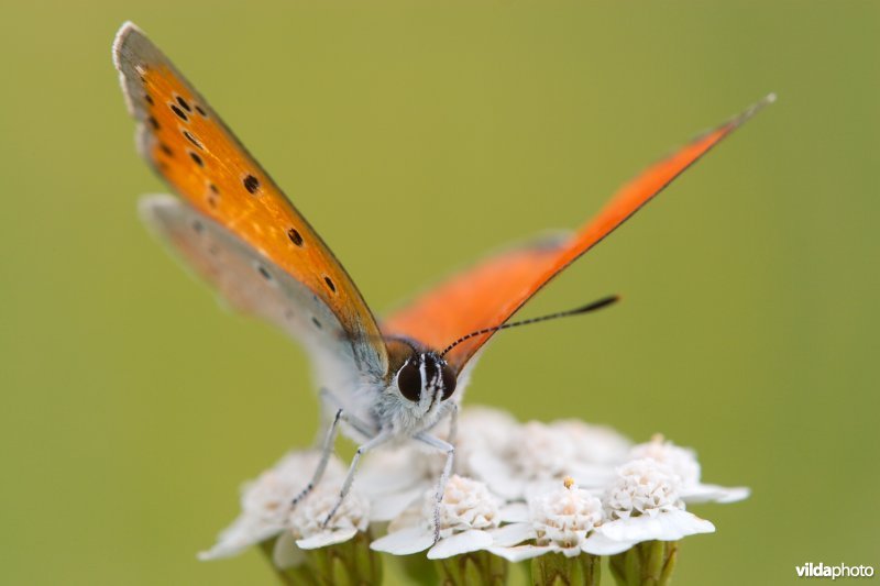 Grote vuurvlinder