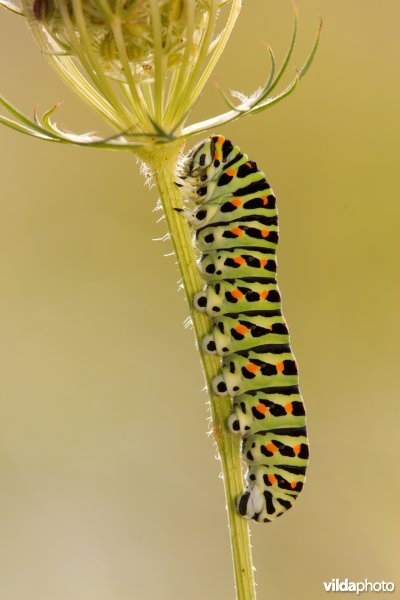Rups van een Koninginnepage