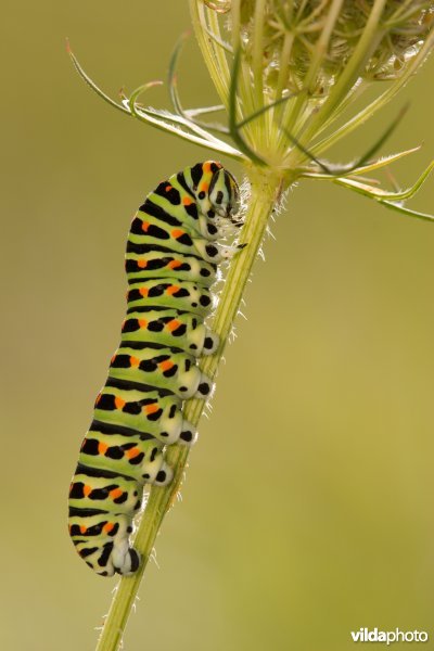 Rups van een Koninginnepage