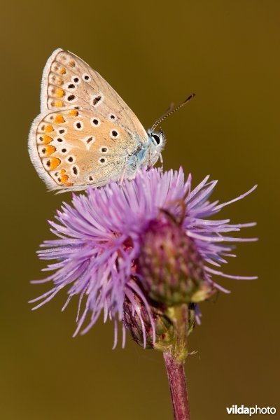 Blauwtje op een distel