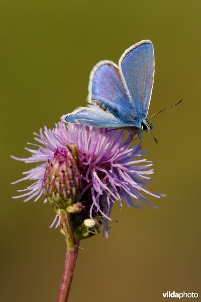 Blauwtje op een distel