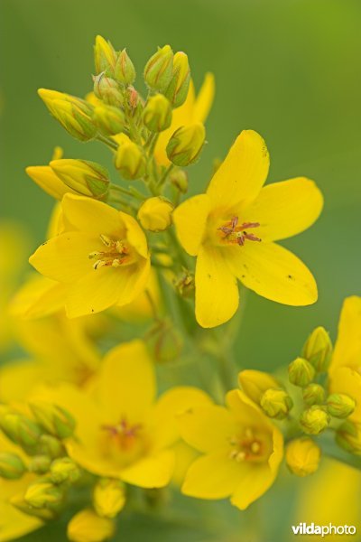 Bloemen van de Grote wederik