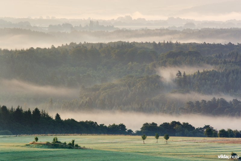 Ochtendnevels stijgen op tussen de bossen