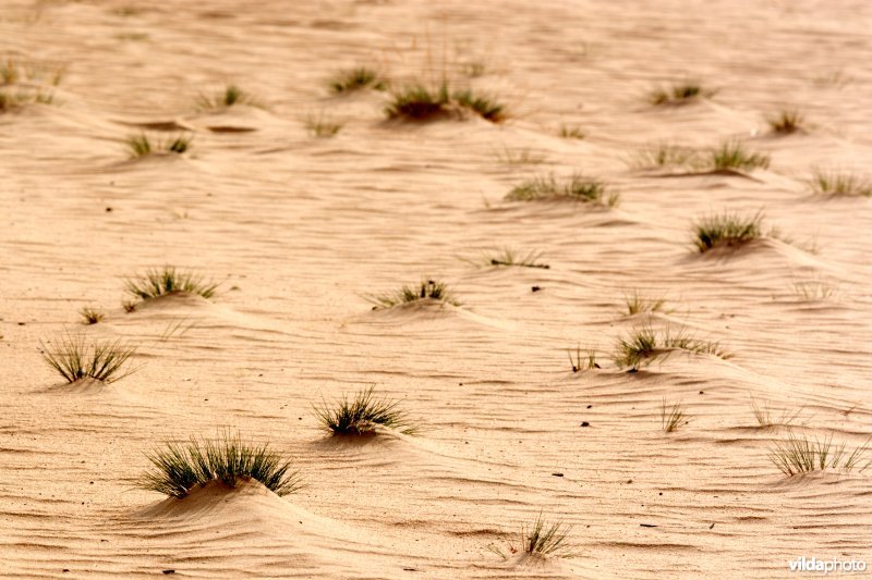 Landduinen