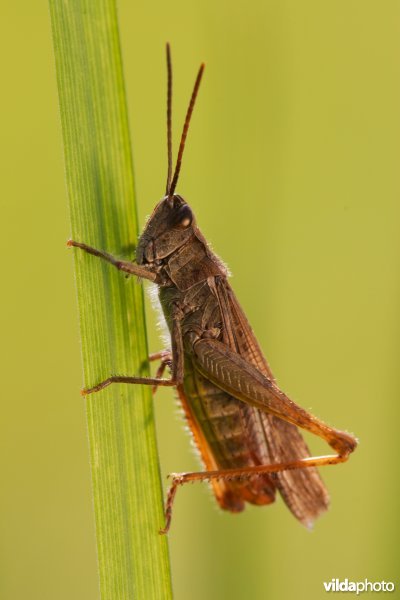 Bruine sprinkhaan