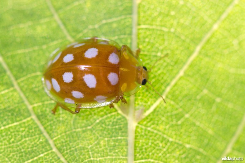 Meeldauwlieveheersbeestje