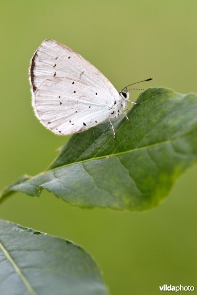 Boomblauwtje