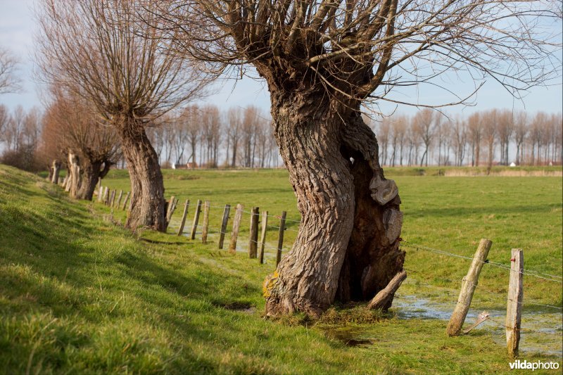 Knotwilgen op een rij