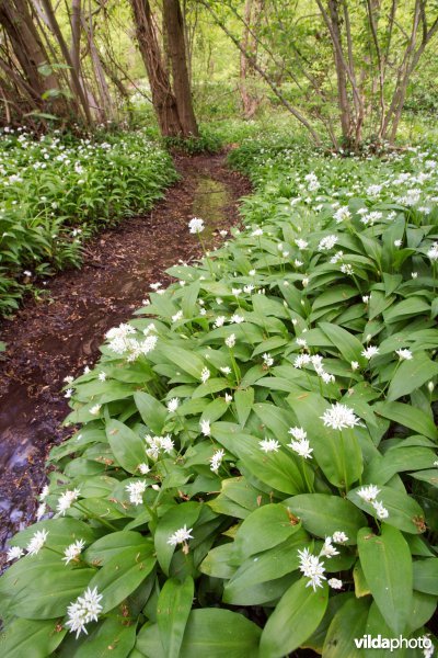 9160 Eiken-haagbeukenbossen (Carpinion-Betuli)