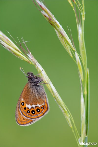 Zilverstreephooibeestje