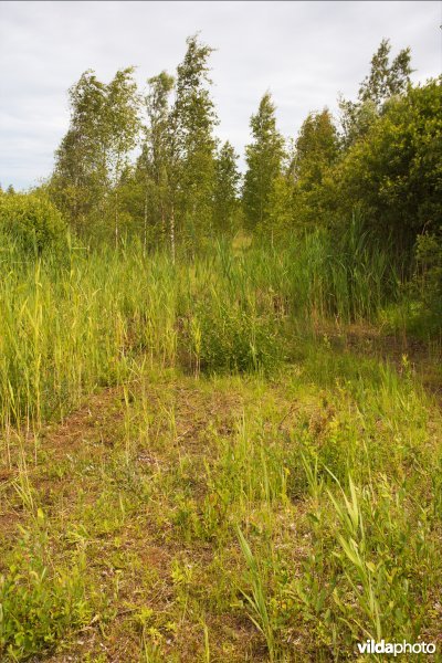 Groeiplaats van de Groenknolorchis